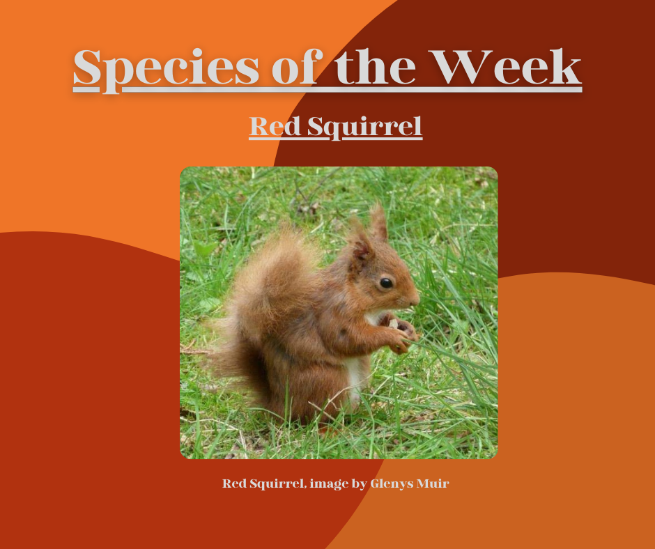 Red Squirrel